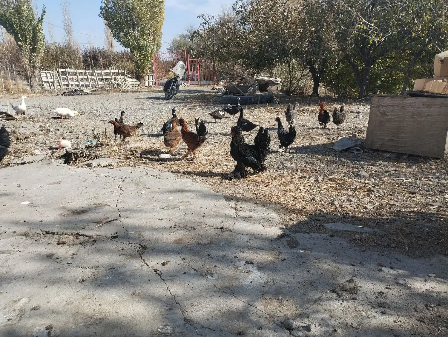 فروش مرغ محلی و تخم مرغ محلی و اردک و تخم اردک|حیوانات مزرعه|نقده, |دیوار