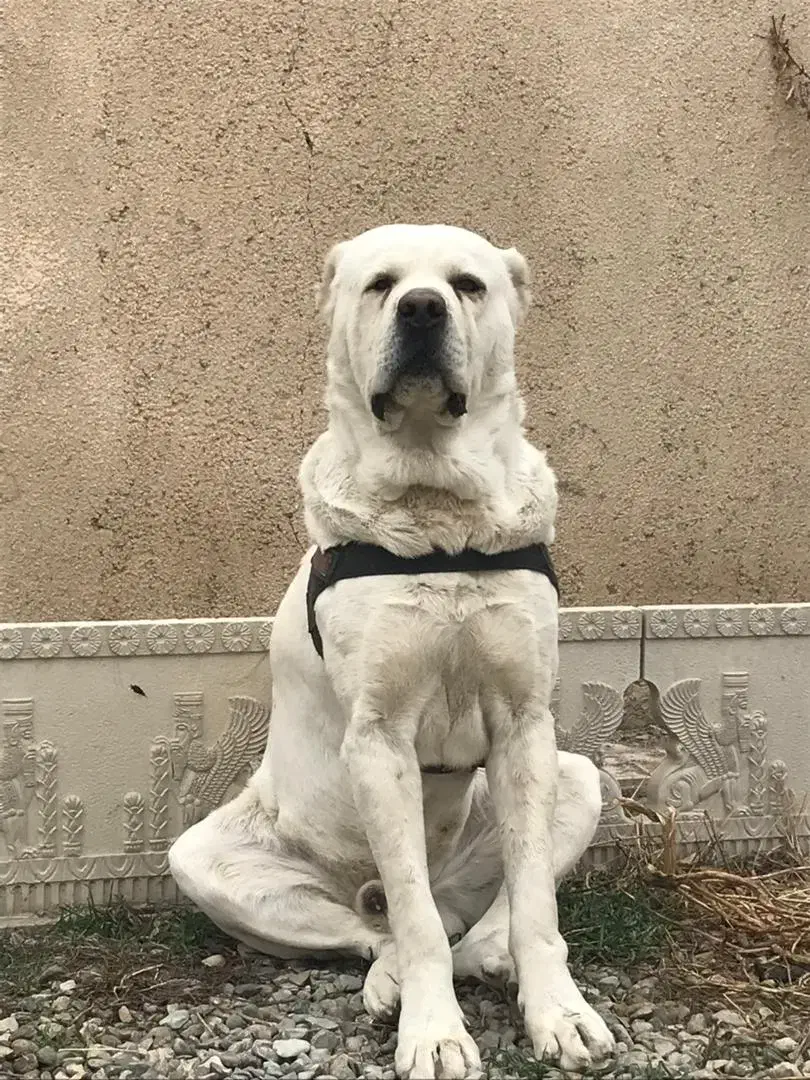 آلابای غول پیکر|سگ|تهران, دارآباد|دیوار