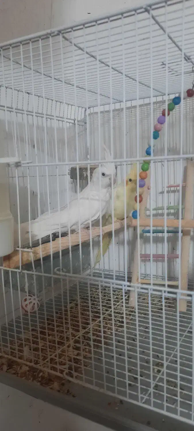 عروس هلندی مولد با قفس و وسایل|پرنده|زاهدان, |دیوار