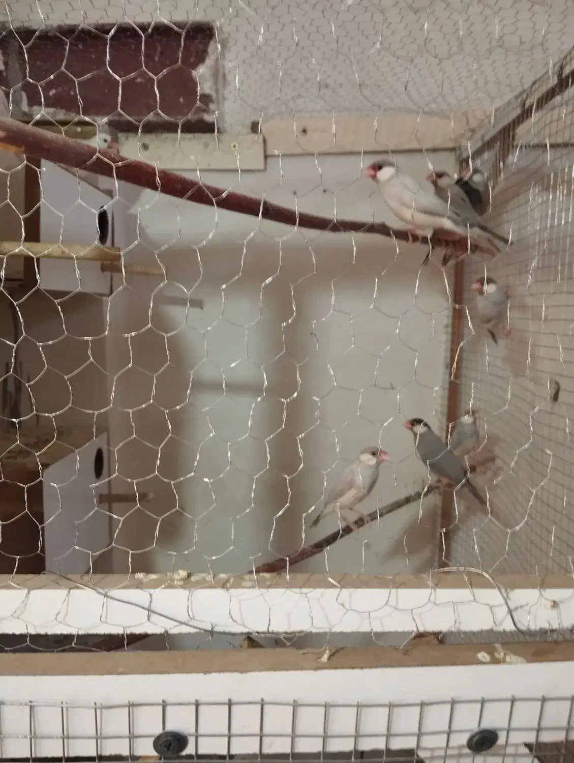 فنچ نرگسی|پرنده|کاشان, شهرک انقلاب|دیوار