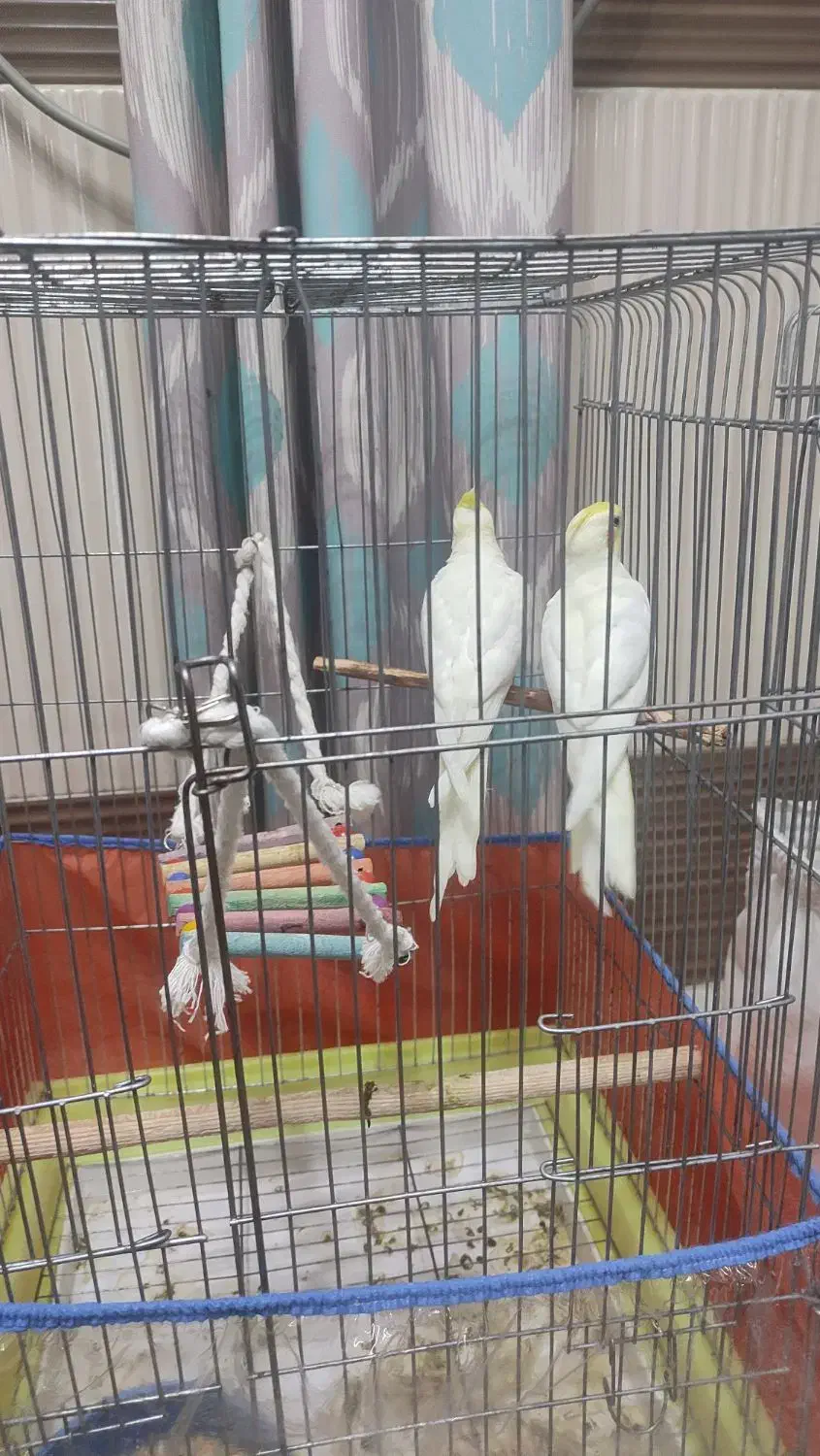 عروس هلندی|پرنده|بندرعباس, |دیوار