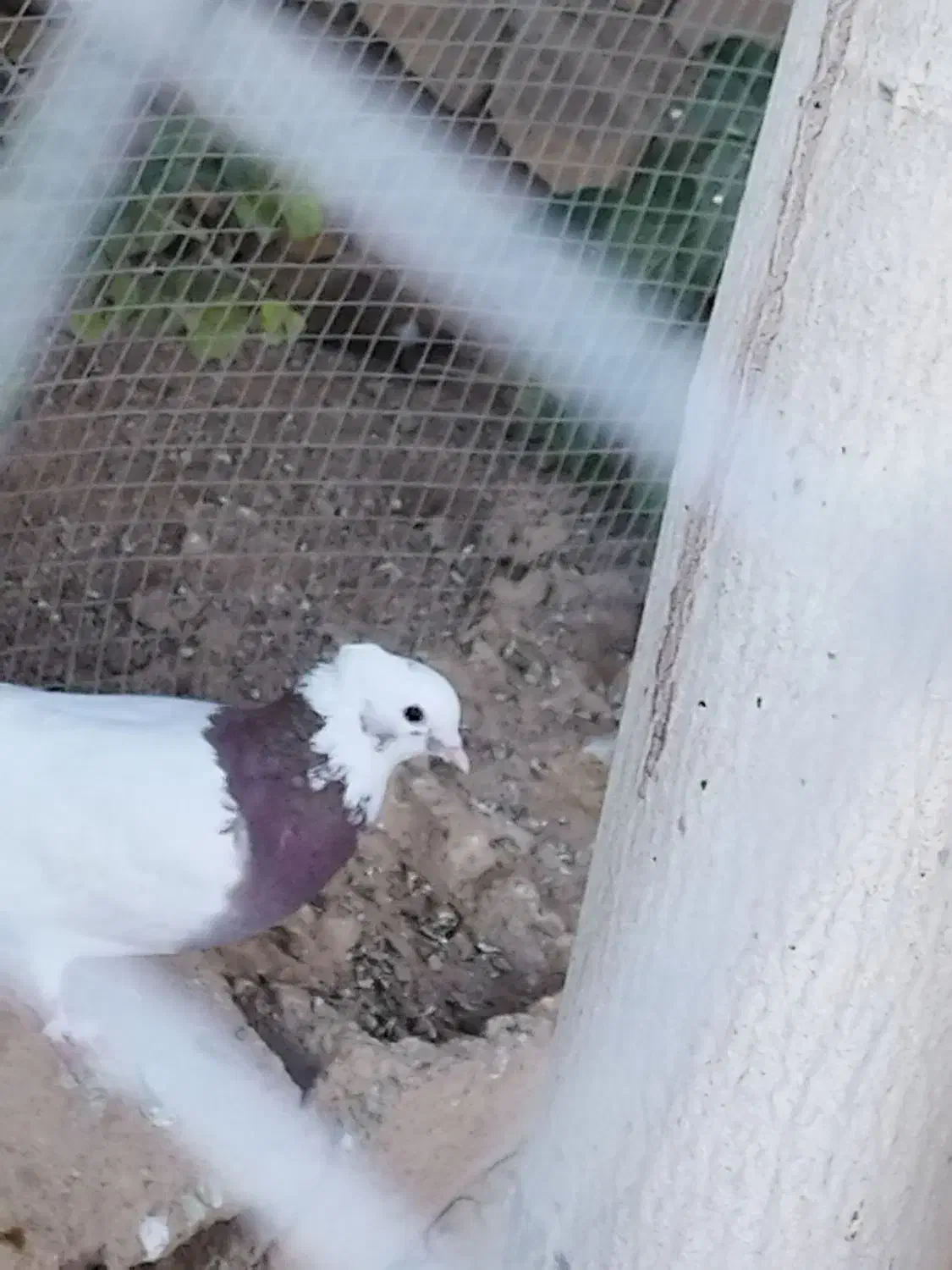 جوجه طوق غوره ای ۴بنده|پرنده|شیراز, شهرک گلستان|دیوار