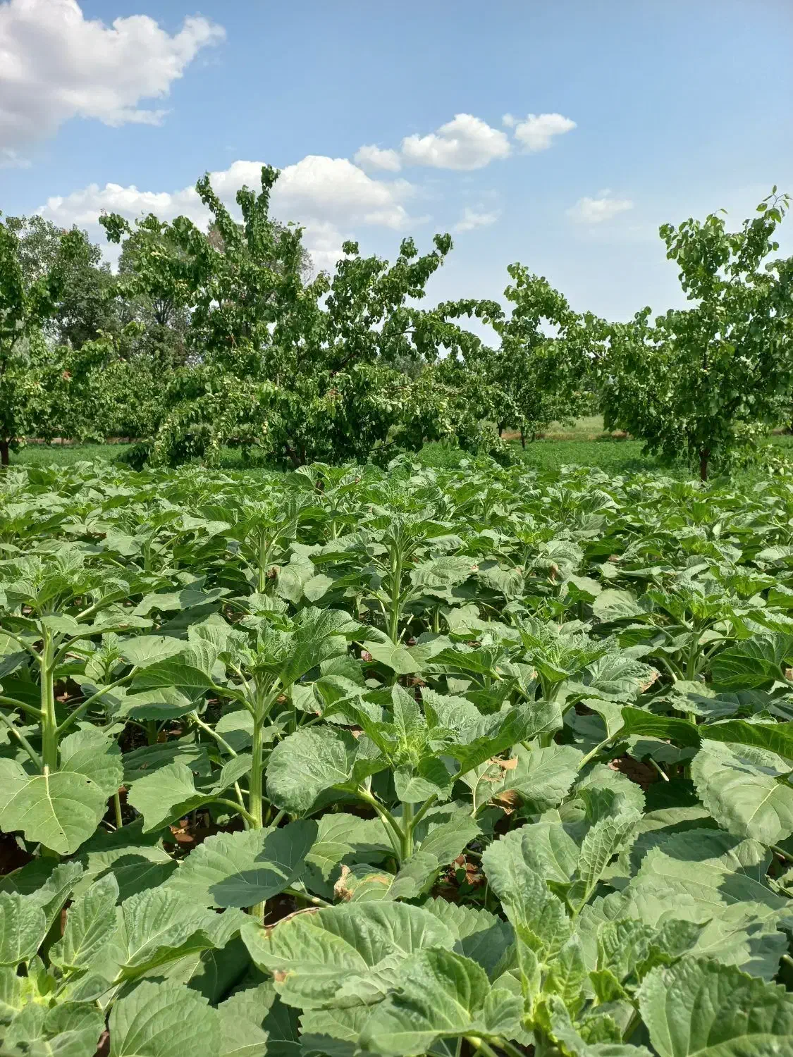 باغ 1000متری باآب دینام معاوضه فقط باخانه در شهرک|فروش دفتر صنعتی، کشاورزی، تجاری|خوی, |دیوار