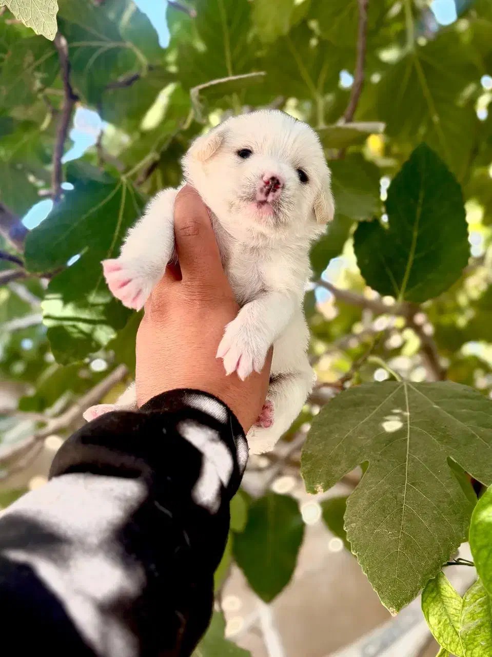 توله مالتیز عروسکی فقط 2900|سگ|کرج, جهانشهر|دیوار