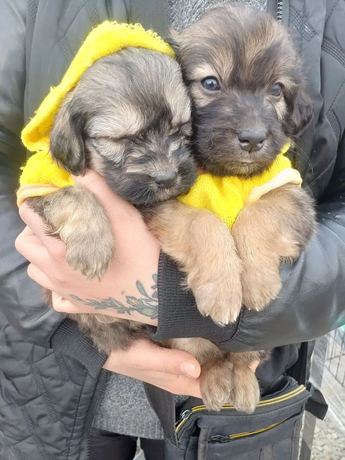 سگ تریر|سگ|تهران, حافظیه|دیوار