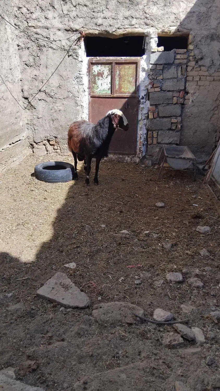 قوچ افشاری|حیوانات مزرعه|قره چای, |دیوار