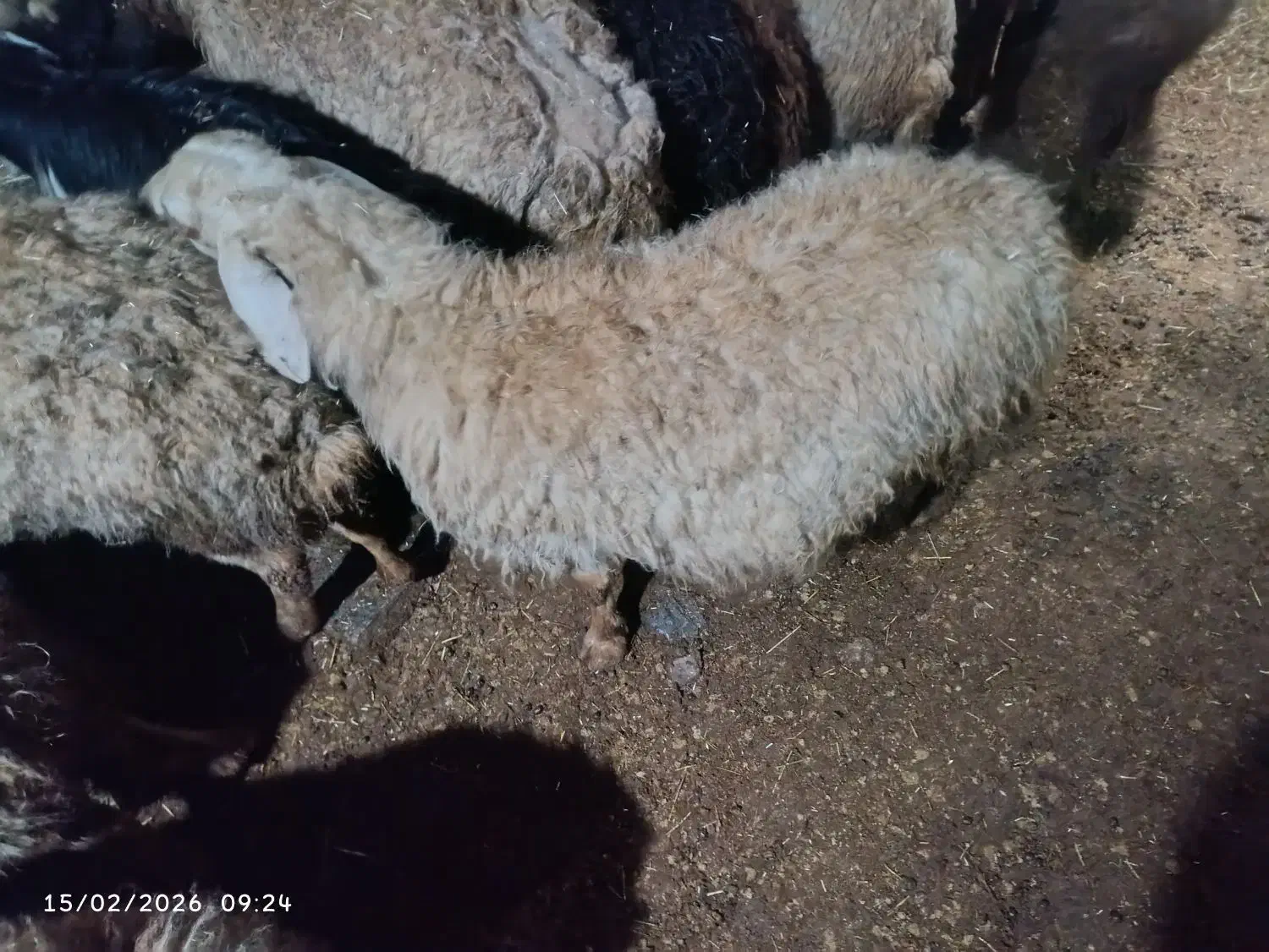 گوسفند چاق|حیوانات مزرعه|سارال, |دیوار