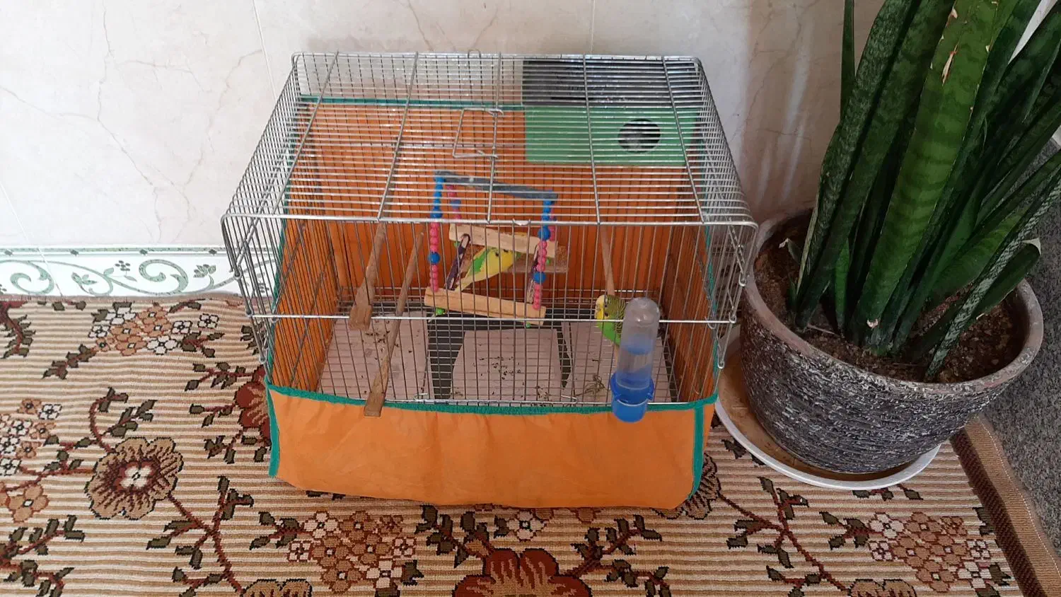 مرغ عشق زیباوسرحال|پرنده|جوانرود, |دیوار