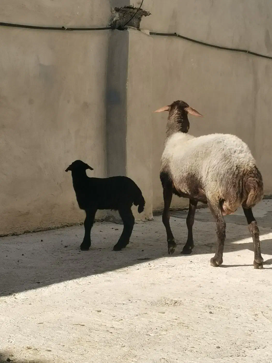 گسفند داشتی عالی|حیوانات مزرعه|قائمشهر, |دیوار