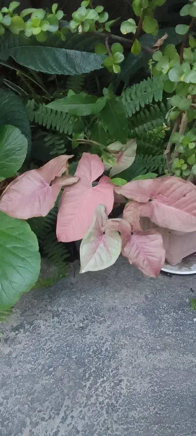 گل سینگونیوم صورتی|گل و گیاه طبیعی|دابودشت, |دیوار