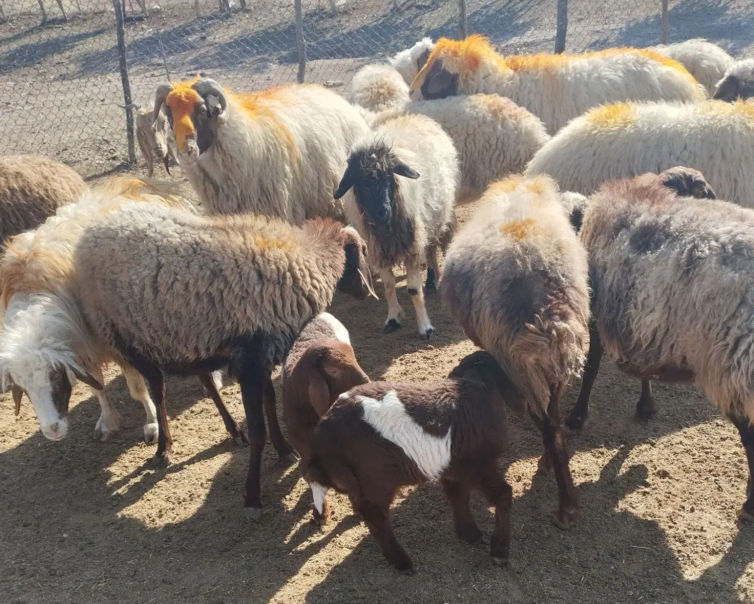 میش و قوچ  داشتی ( فروش به تعداد دلخواه مشتری)|حیوانات مزرعه|پلدختر, |دیوار