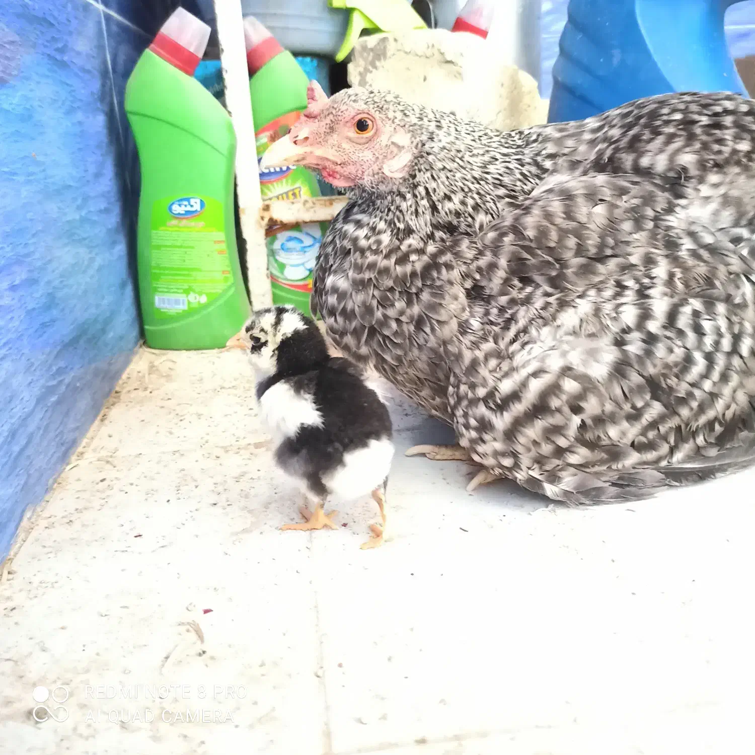 جوجه کنتاکی|خوردنی و آشامیدنی|شیراز, شهرک مطهری|دیوار