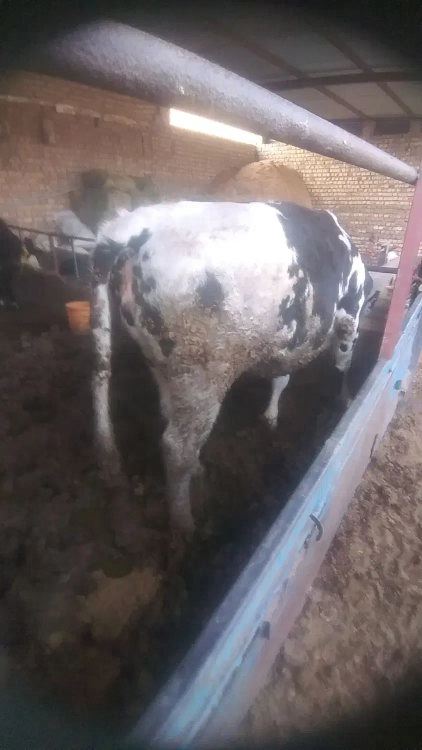 گوساله سیمینتال ماده چاق|حیوانات مزرعه|قزوین, |دیوار