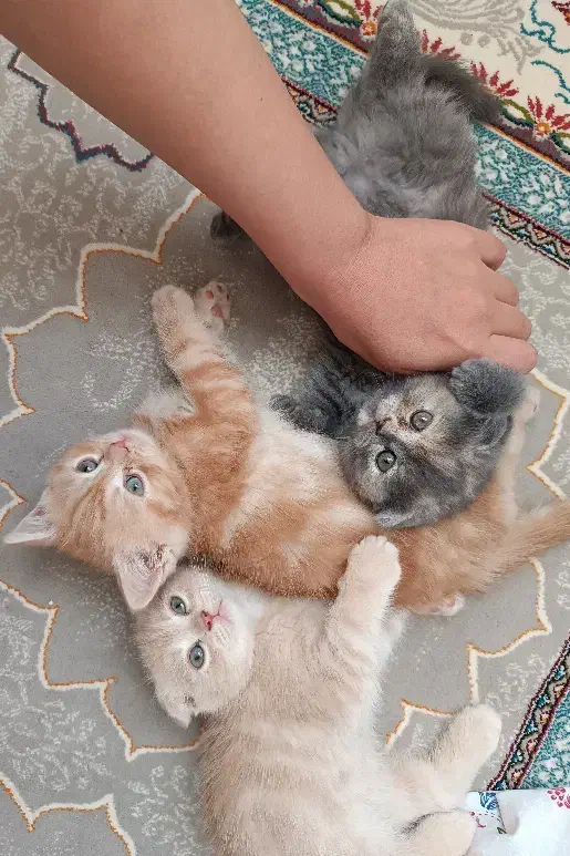 ماده طوسی رنگ اسکاتیش پرشین (فولد و آنفولد)|گربه|قوچان, |دیوار