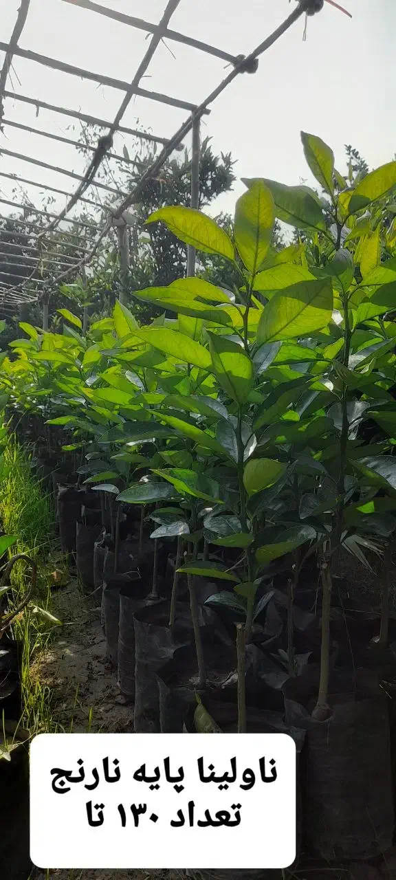 فروش نهال مرکبات رو پایه نارنج ، سیتروملو و c35|خدمات باغبانی و درختکاری|گتاب, |دیوار