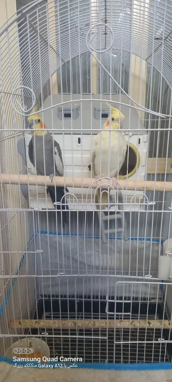 سلام یک جفت طوطی عروس فقط ۲۵۰۰|پرنده|الوند, |دیوار