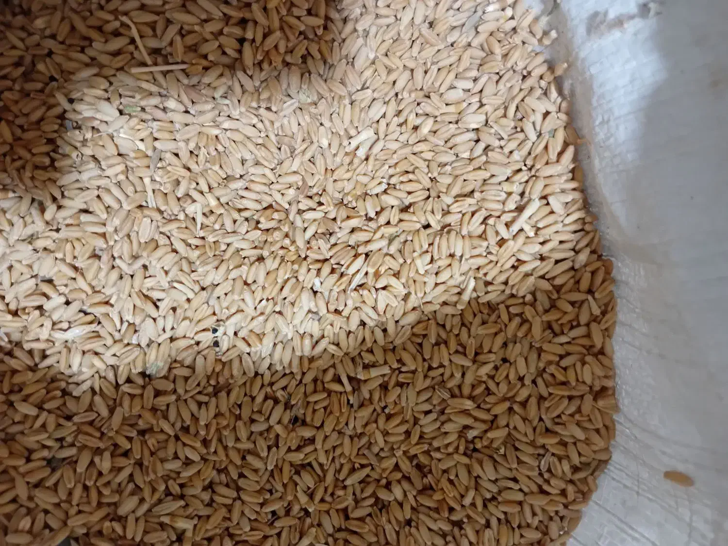 گندم|عمده‌فروشی|ملایر, |دیوار