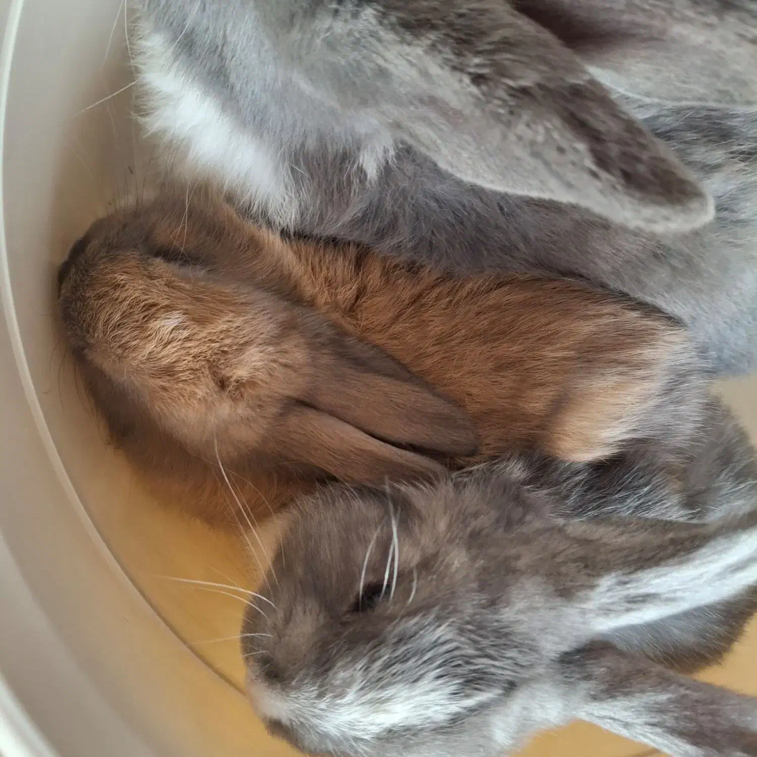 خرگوش لوپ|موش و خرگوش|چهارباغ, |دیوار