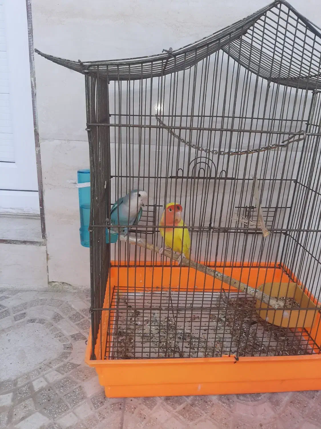 طوطی برزیلی|پرنده|قشم, |دیوار