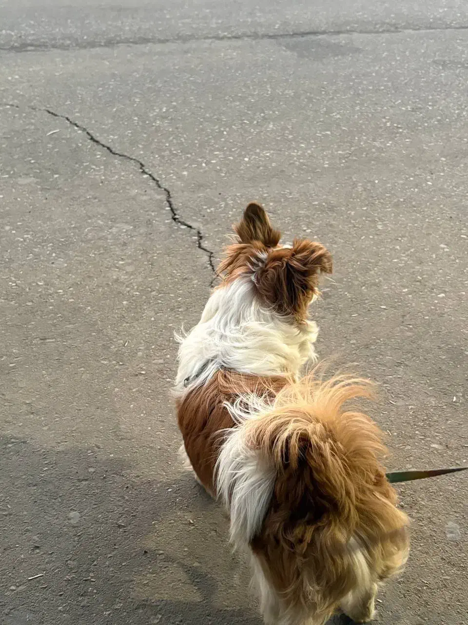 سگ پامر اشپیتز|سگ|سیرجان, |دیوار