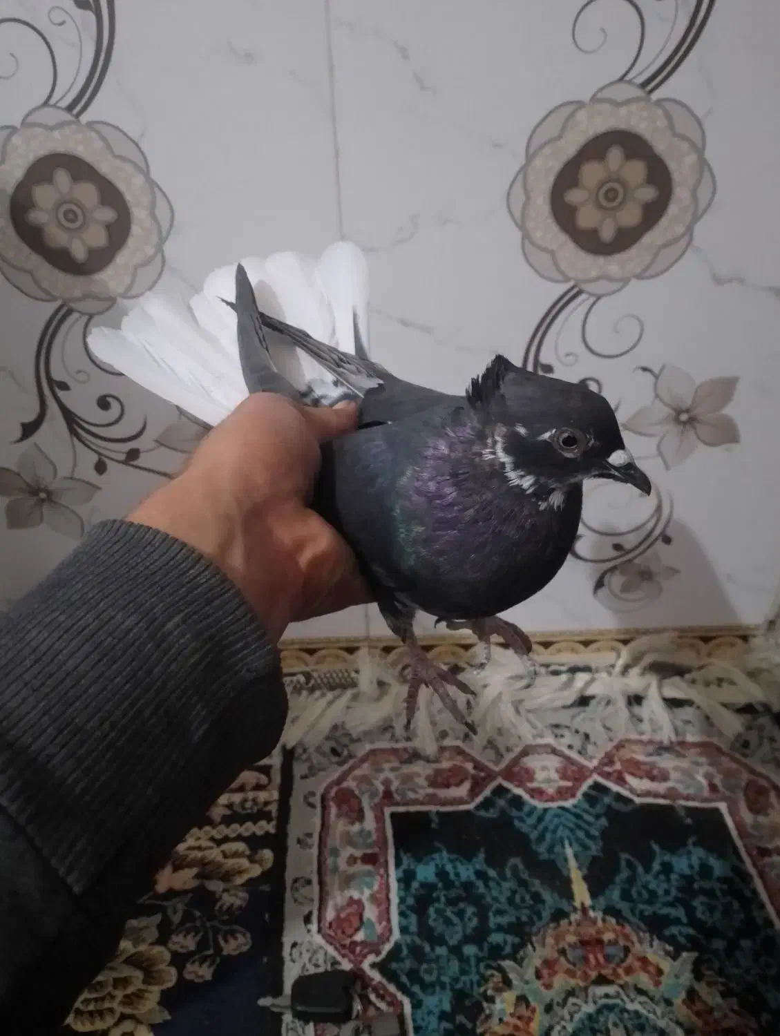 ماده زاغ دم سفید|پرنده|بروجرد, |دیوار