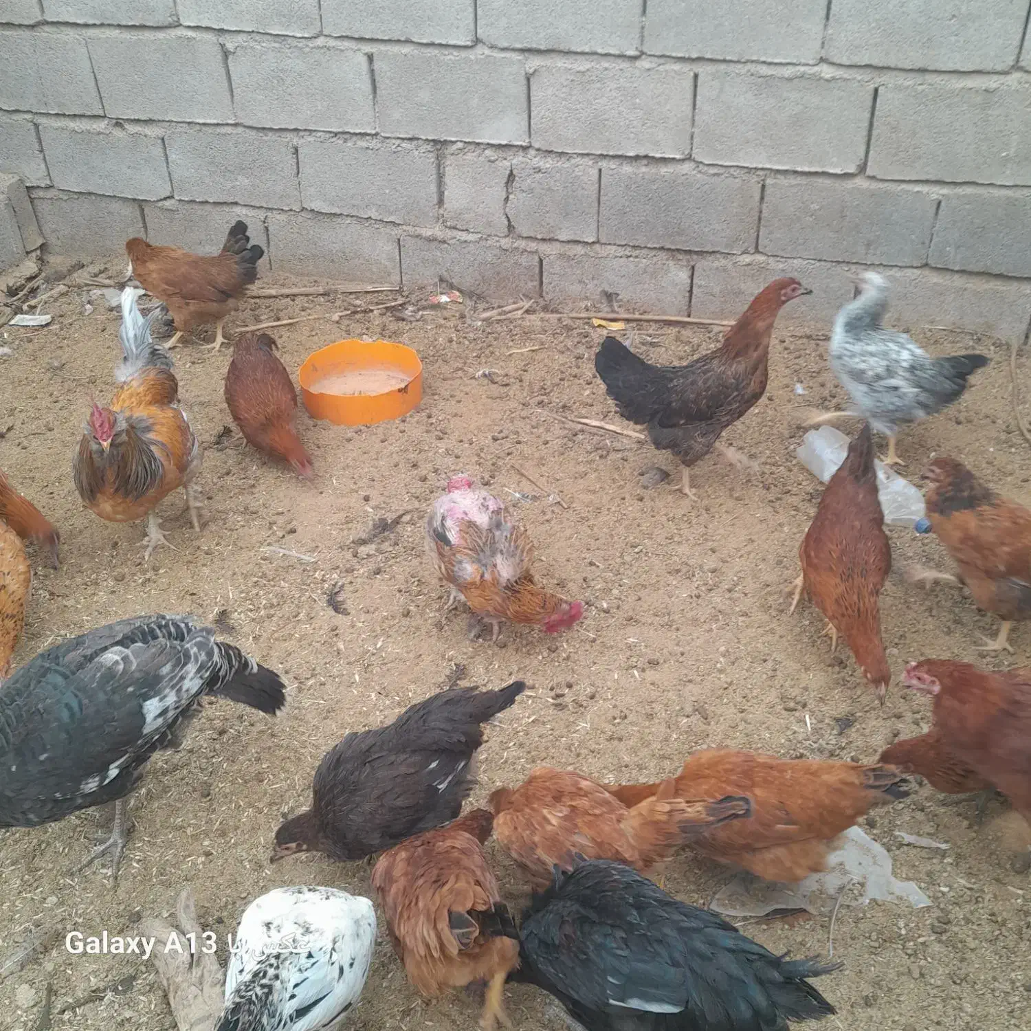 مرغ محلی|حیوانات مزرعه|جنت, |دیوار