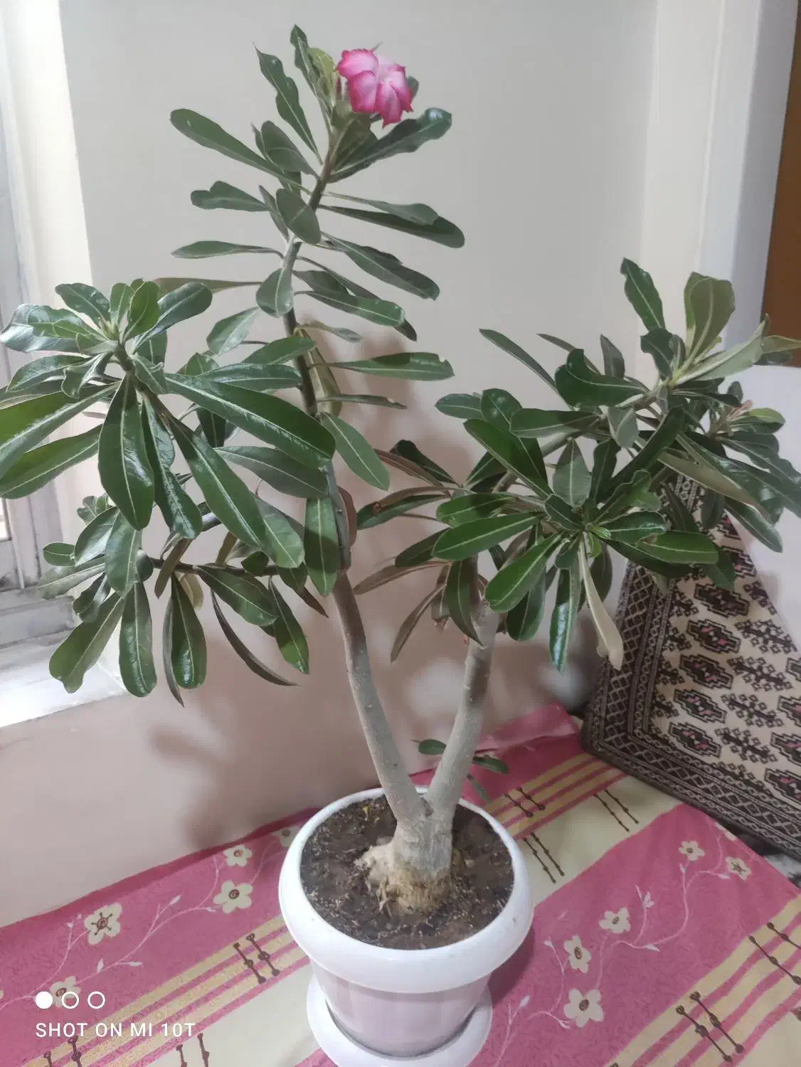 گل ادنیوم درحال گل دهی در تبریز تحویل داده میشه|گل و گیاه طبیعی|خسروشاه, |دیوار