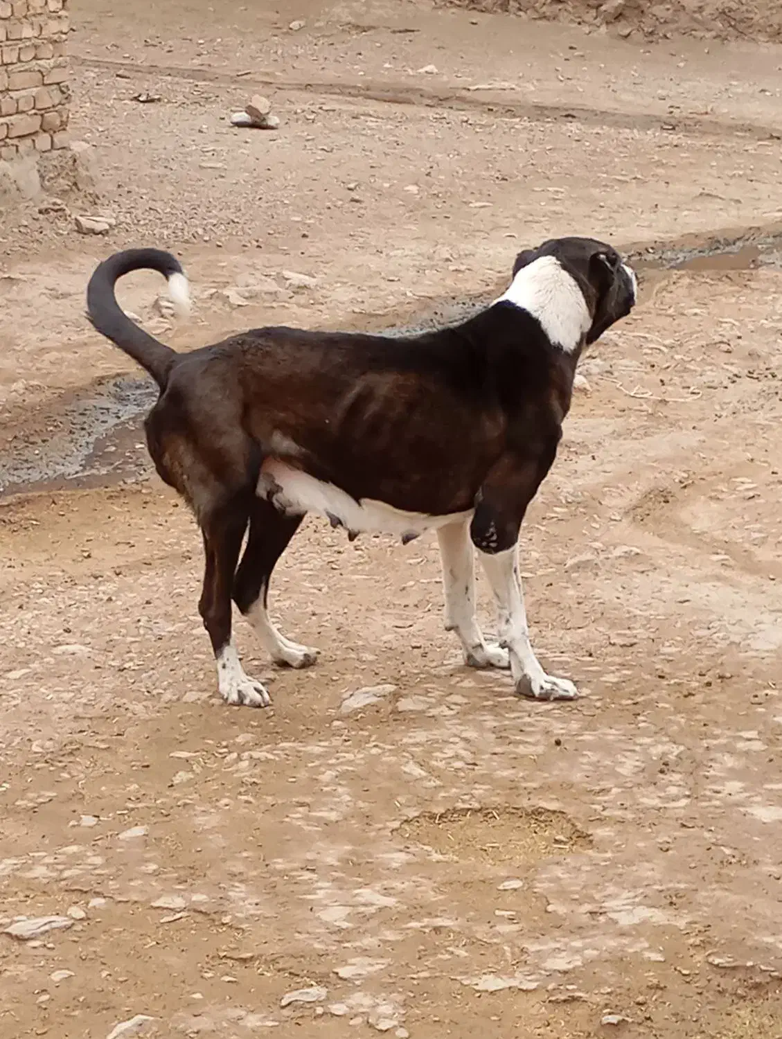 پژدر ماده ۳ ساله|سگ|پیر سلیمان, |دیوار