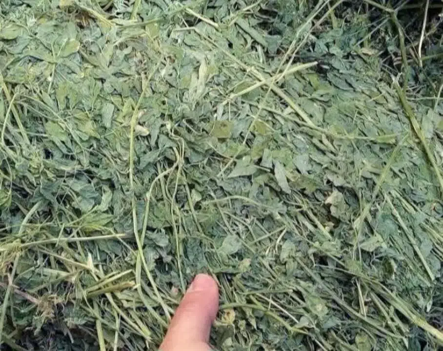 یونجه|لوازم جانبی حیوانات|مشهد, یاس|دیوار