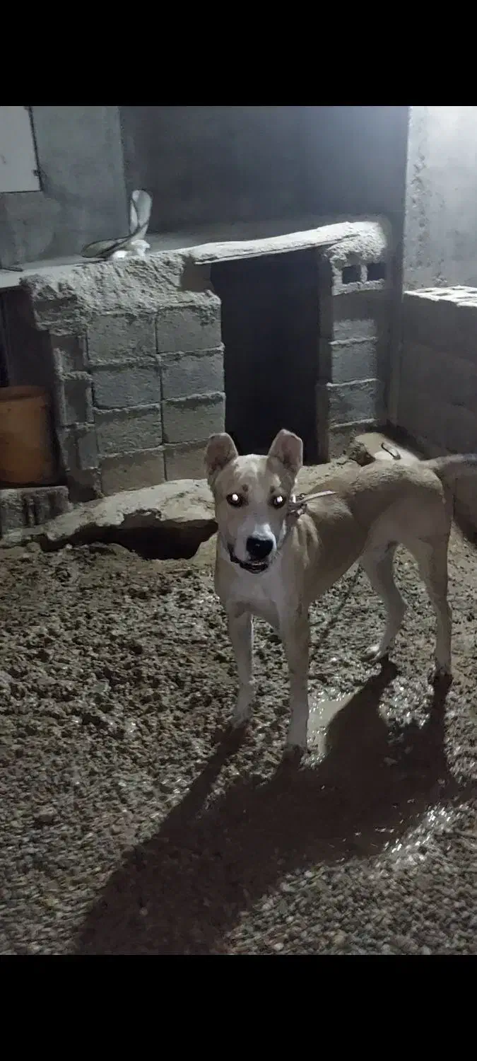 سگ سرابی|سگ|سیراف, |دیوار