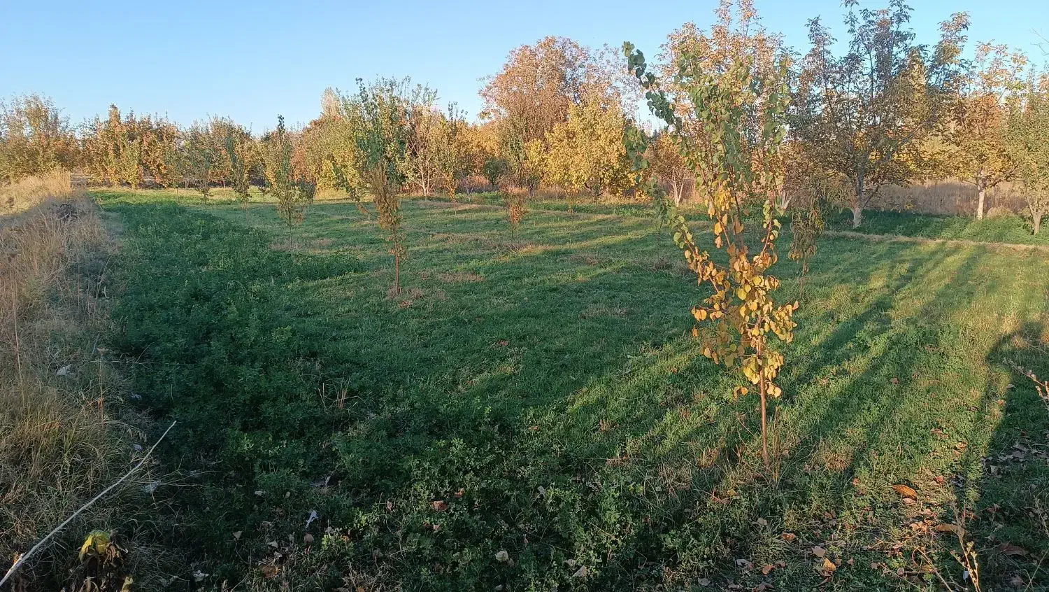 باغچه در طلاتپه|فروش دفتر صنعتی، کشاورزی، تجاری|نوشین شهر, |دیوار