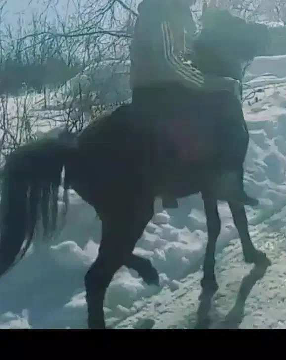 اسب کوردی|اسب و تجهیزات اسب‌سواری|سیلوانه, |دیوار