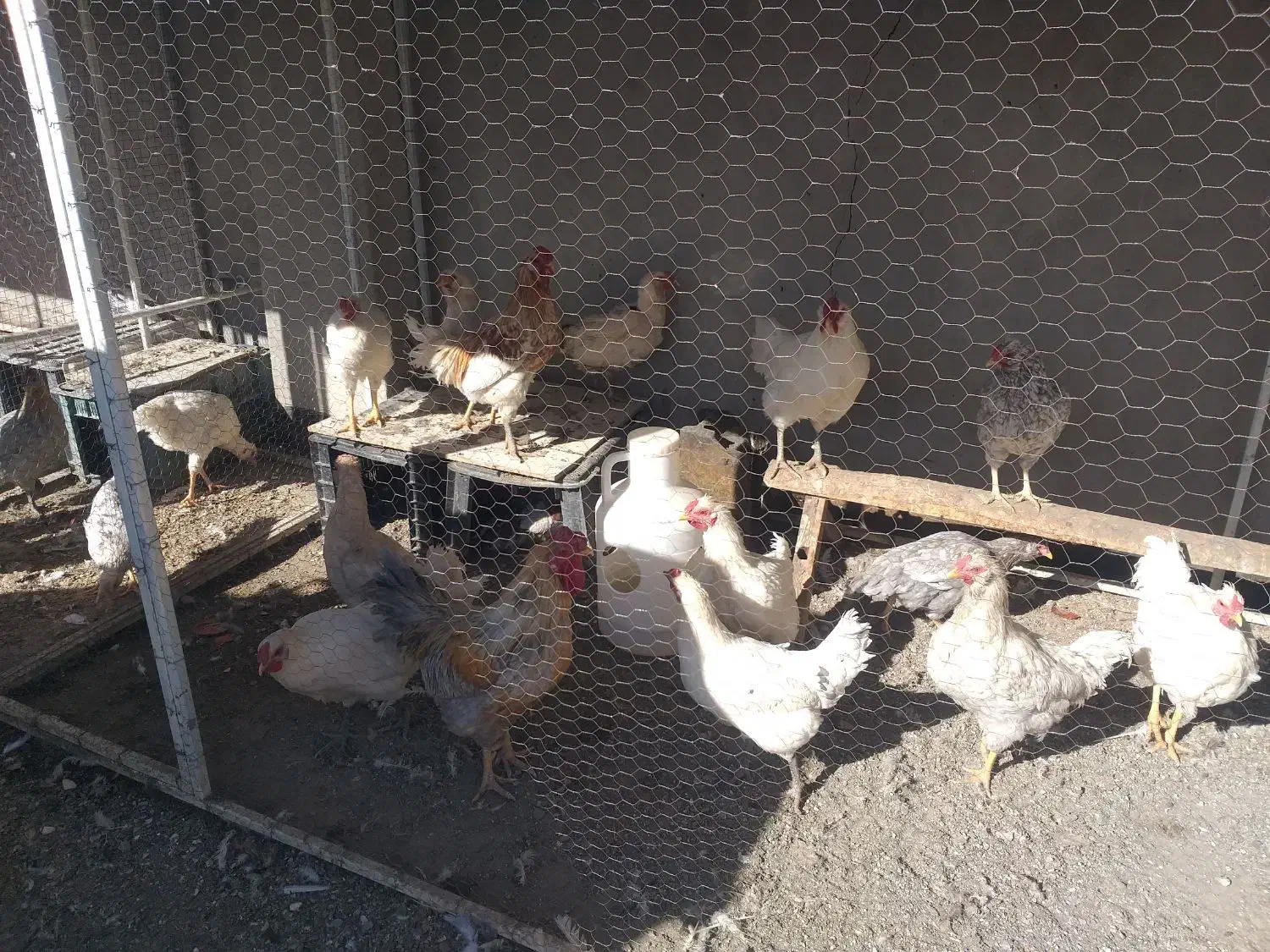 مرغ و خروس گلین لری|حیوانات مزرعه|تربت‌حیدریه, شهرک ولیعصر|دیوار