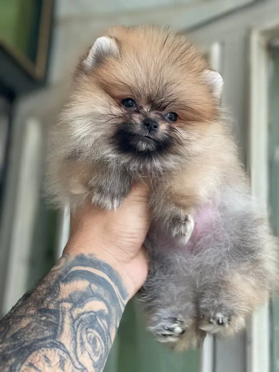 سگ پامر خرسی نسکافه ای روشن شکلاتی کیفیت عالی|سگ|مشهد, اقبال|دیوار