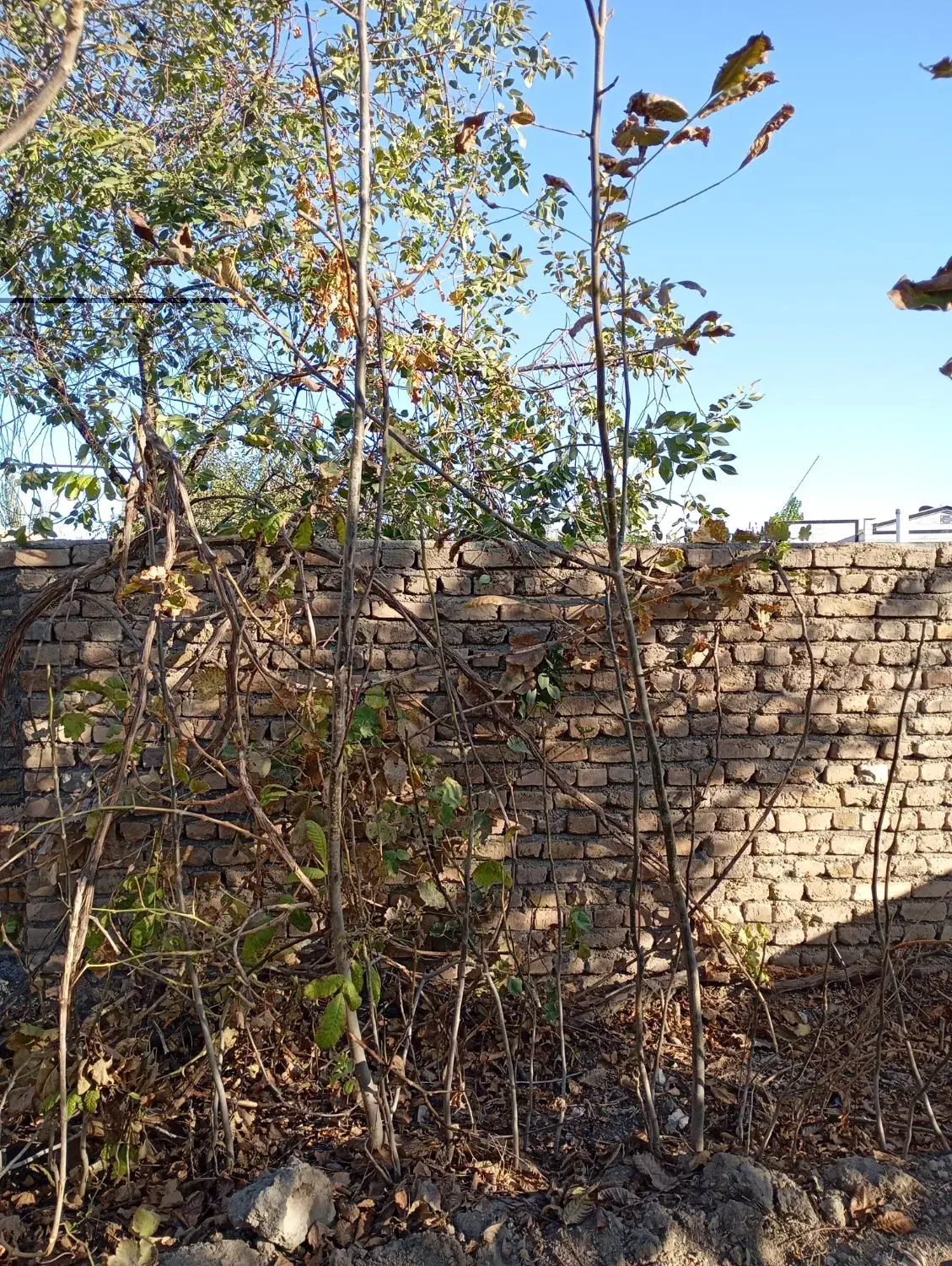 نهال گردویاصلاح شده ایرانی و ترکیه با قیمت مناسب|خدمات باغبانی و درختکاری|خوی, |دیوار