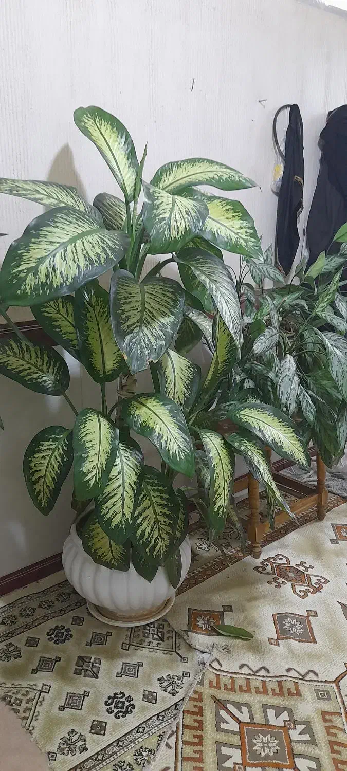 چهار عدد گل زیبا|گل و گیاه طبیعی|جوانرود, |دیوار