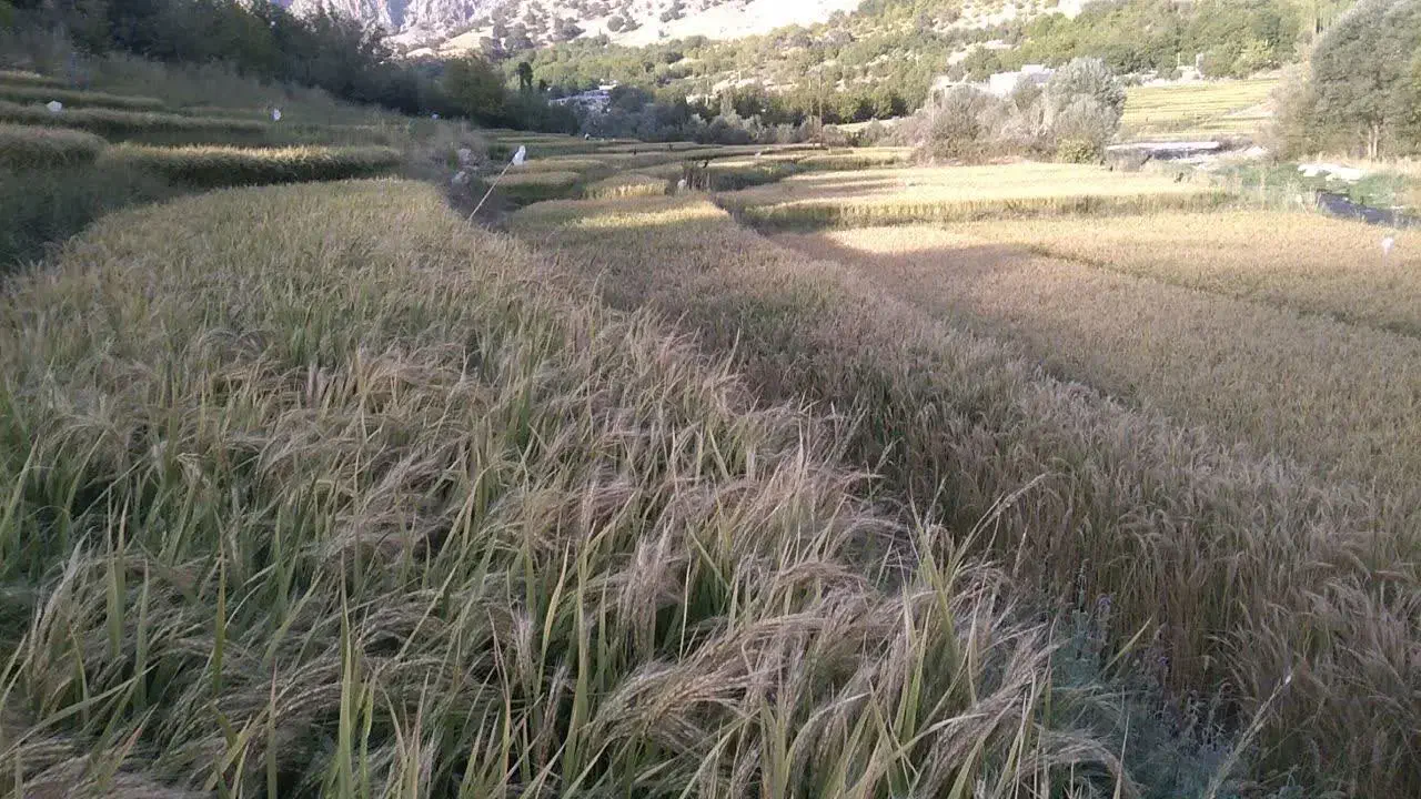 زمین فروشی|فروش زمین و ملک کلنگی|مارگون, |دیوار