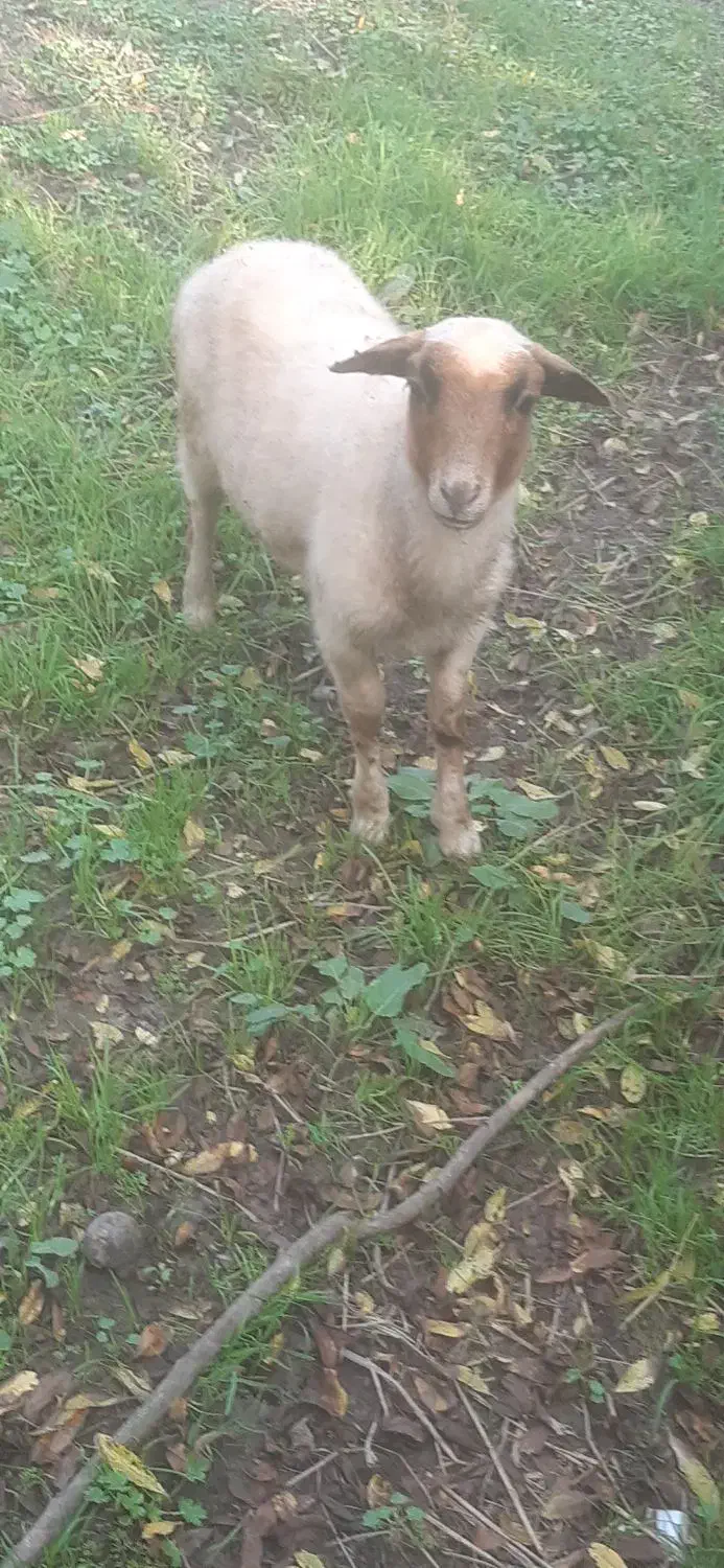 گوسفندنرقوچ وبره ماده|حیوانات مزرعه|ماکلوان, |دیوار