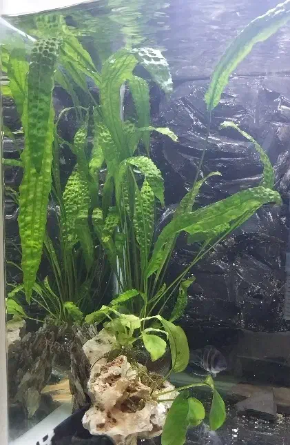 گیاه اکواریوم|ماهی|تنکابن, |دیوار