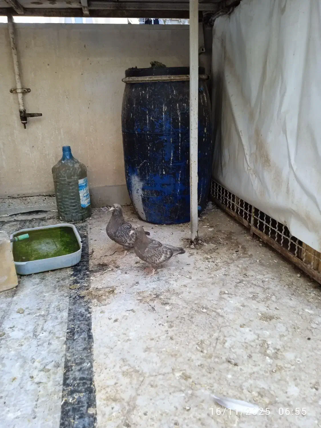 کبوتر برنجی|حیوانات|آبادان, |دیوار