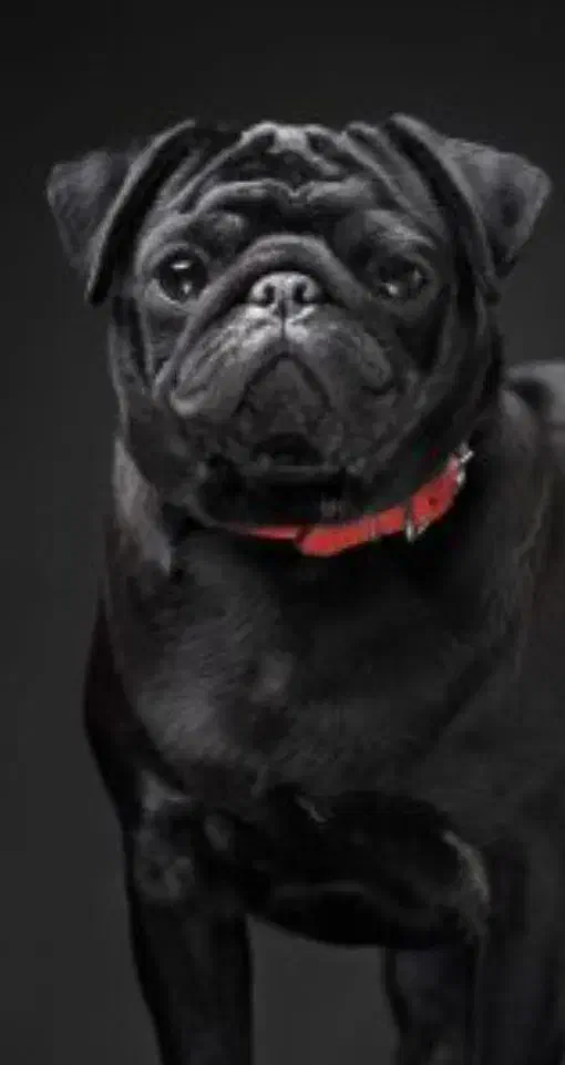 سگ نژاد پاگ pug|سگ|فردیس, فردیس|دیوار