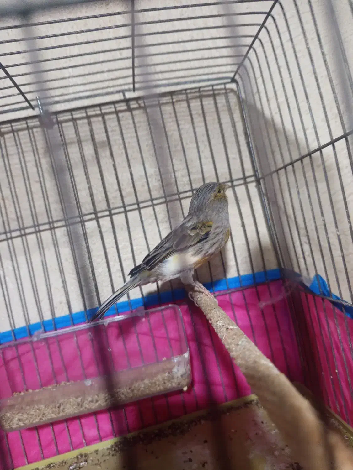 قناری|پرنده|قدس, شهرقدس|دیوار