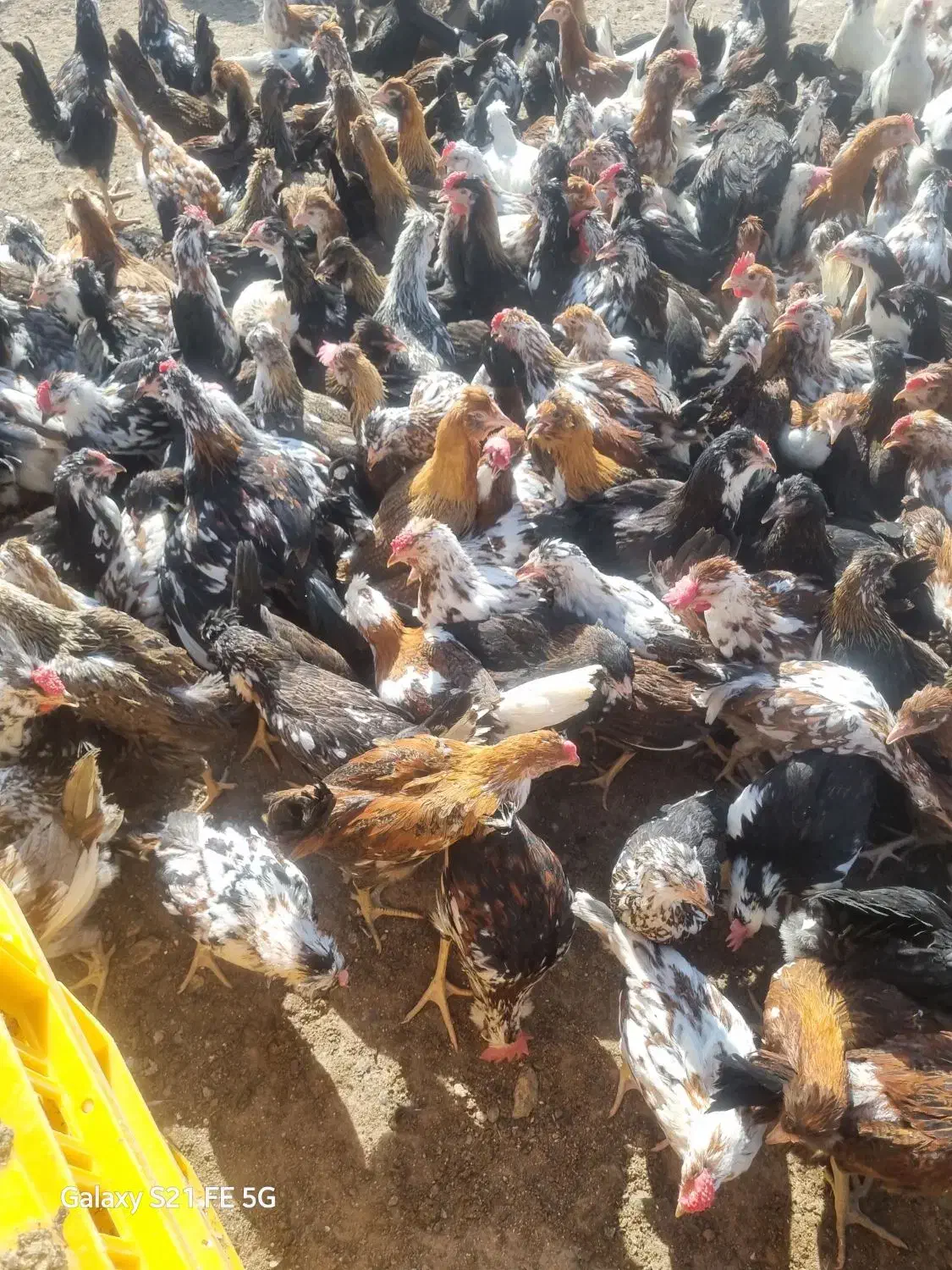 جوجه مرغ وخروس اصل گلین|حیوانات مزرعه|سیرجان, |دیوار