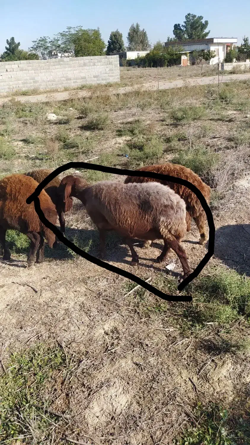 گوسفند‌آبستن‌سنگین|حیوانات مزرعه|گنبد کاووس, |دیوار