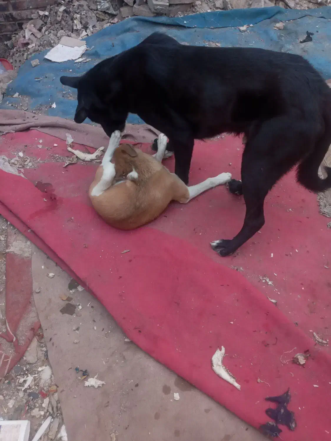 سگ نگهبان|سگ|تهران, فلاح|دیوار