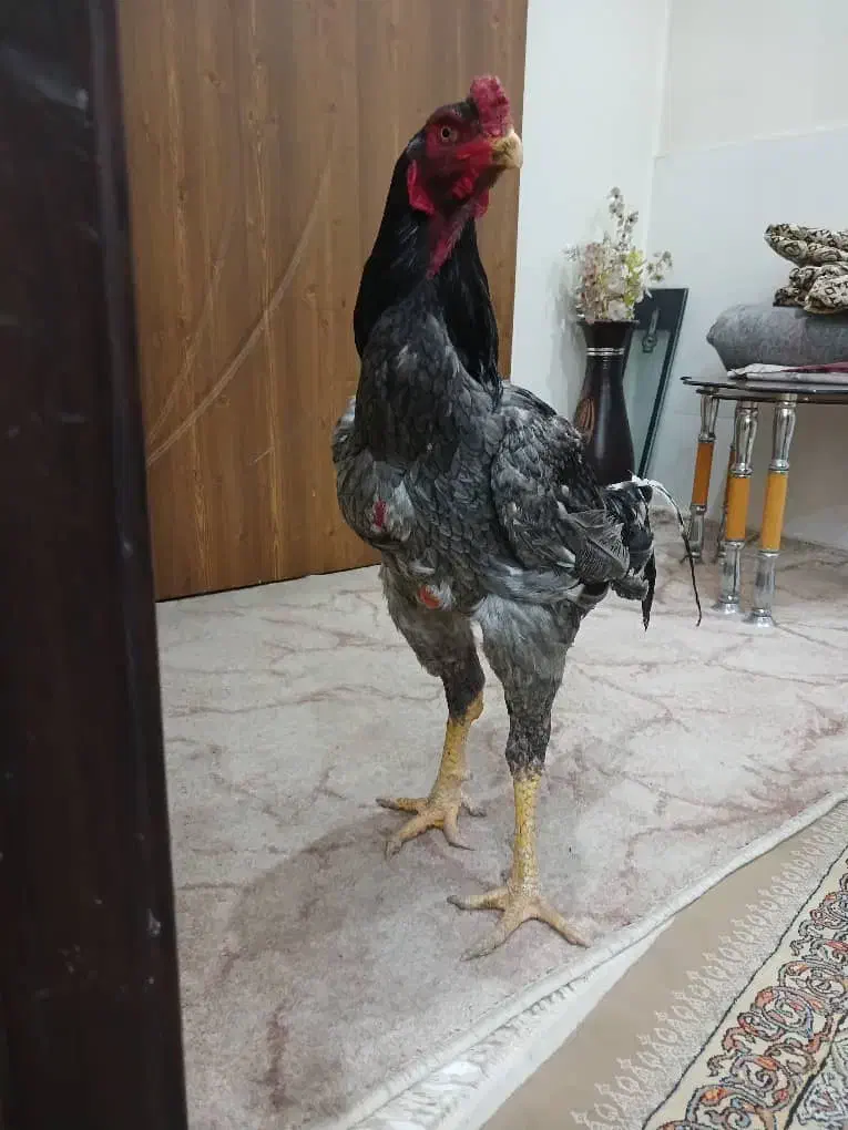 جوجه لاری اصیل|حیوانات مزرعه|باغستان, |دیوار