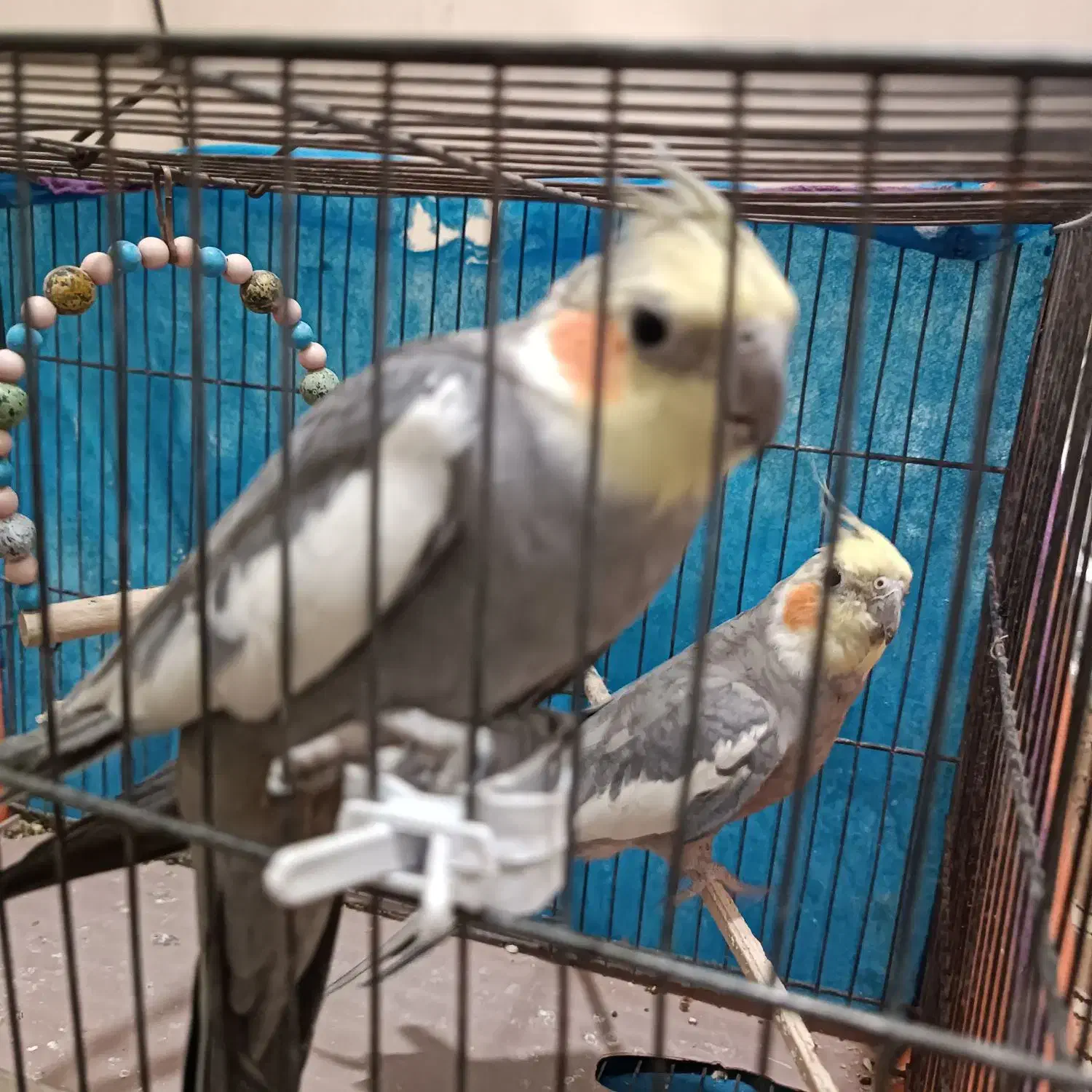 عروس هلندی|پرنده|قم, علی آباد سعدگان|دیوار