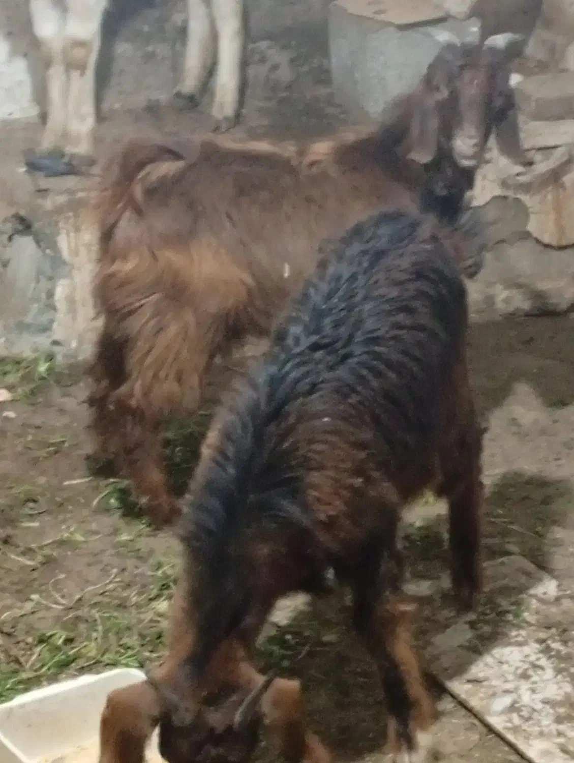 سه عدد بزیکی نر دوتا ماده|حیوانات مزرعه|همدان, |دیوار