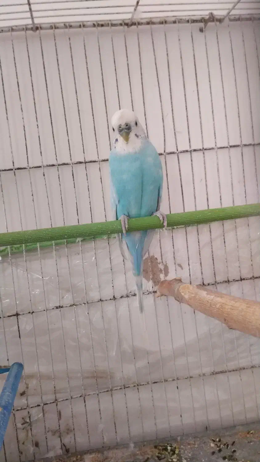 مرغ عشق فر|پرنده|سربیشه, |دیوار