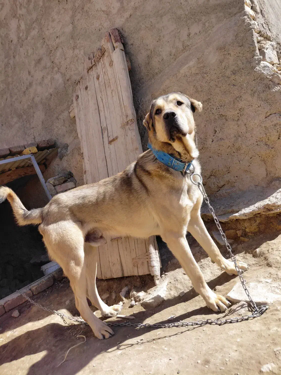 سگ پژدر|سگ|اراک, |دیوار